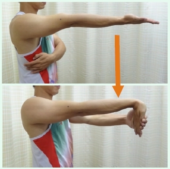 本頁圖片/檔案 - UL_6_flexor