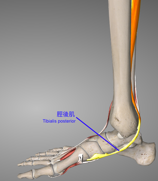 本頁圖片/檔案 - Tib post 圖2