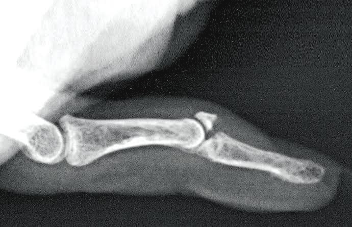 本頁圖片/檔案 - Mallet_ (2)