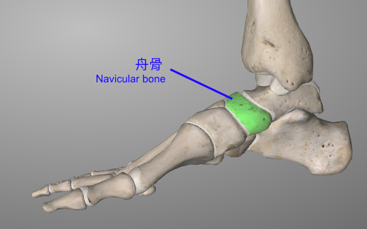 本頁圖片/檔案 - Navicular bone 圖一